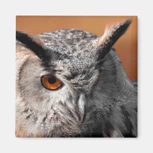 Imã Owl Stare