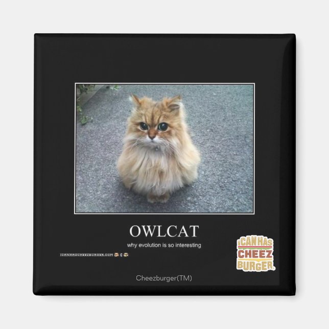 Imã Owlcat (Frente)
