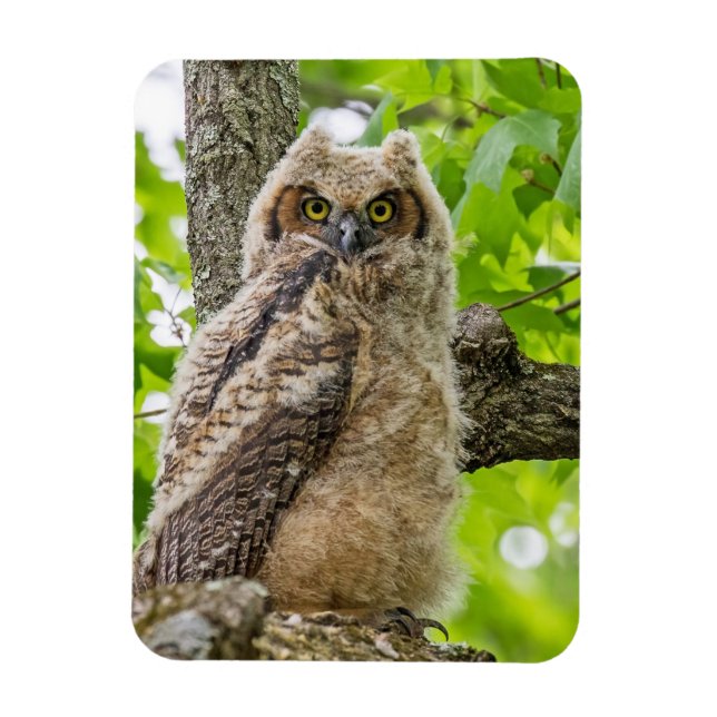 Ímã Owlet (Vertical)