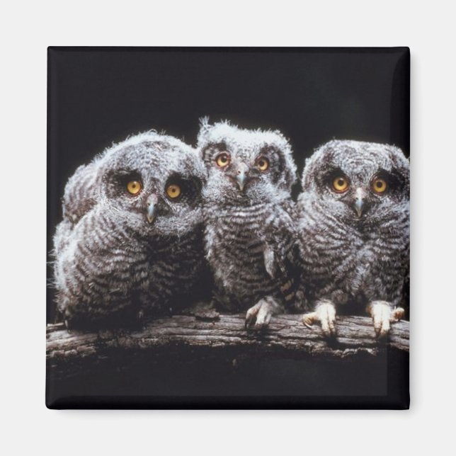 Imã Owlet Trio (Frente)