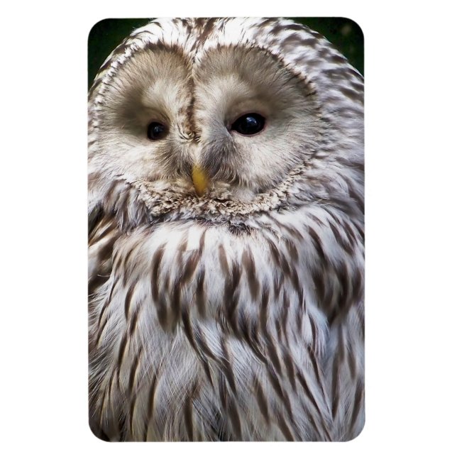 ÍMÃ OWLS (Vertical)