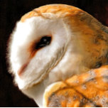ÍMÃ OWLS<br><div class="desc">Uma bela aquarela artística macia de uma Coruja Celestial.</div>