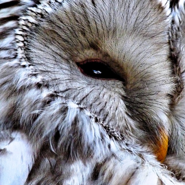 IMÃ OWLS (A beautiful owl just keeping an eye on things. )
