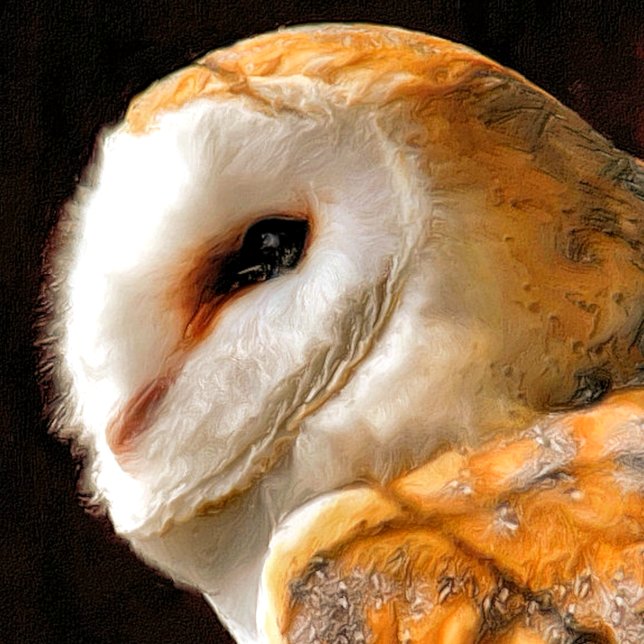 ÍMÃ OWLS (A beautiful soft artistic watercolor of a Barn Owl.)