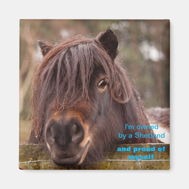 Imã Owned by a Shetland  (Frente)
