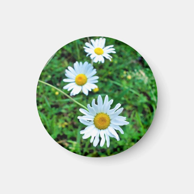 Imã Ox-Eye Daisies (Frente)