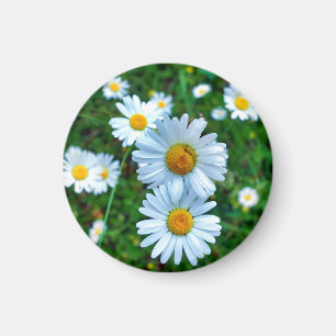 Imã Ox-Eye Daisies