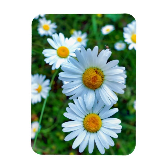 Ímã Ox-Eye Daisies (Vertical)