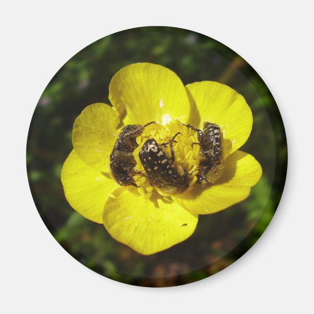 Imã Oxythyrea Funesta Beetles Magnet (Frente)