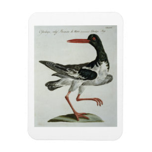 Ímã Oyster Catcher, c.1767-76 (gravura manuscrita)