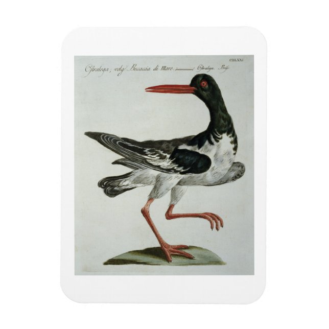 Ímã Oyster Catcher, c.1767-76 (gravura manuscrita) (Vertical)