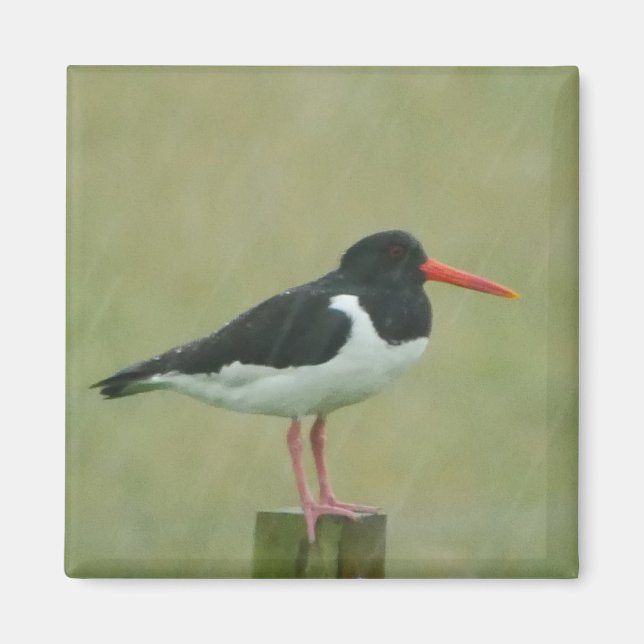 Imã Oystercatcher Magnet (Frente)