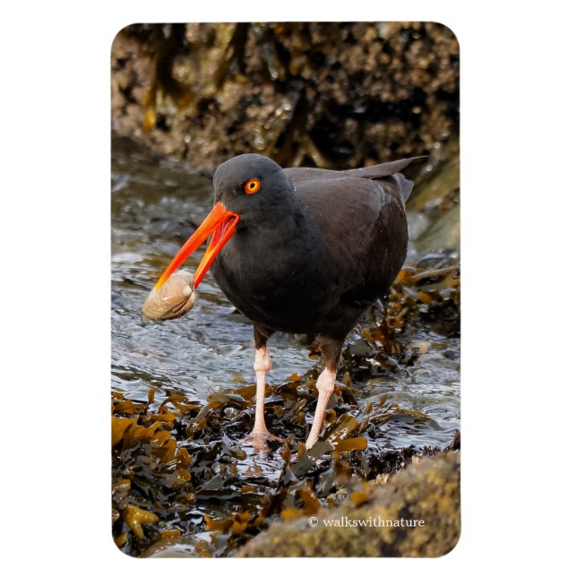 Ímã Oystercatcher Negro impressionante com Clam (Vertical)