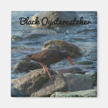 Oystercatcher Preto