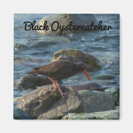Imã Oystercatcher Preto