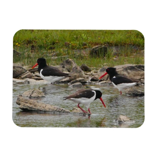 Ímã Oystercatchers Magnet (Horizontal)