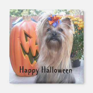 Imã P1080884, Feliz Dia das Bruxas