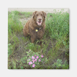 Imã P3 Flatlandersam por Rosas selvagens