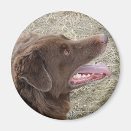 Imã P4 Flatlandersam