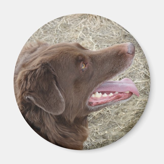 Imã P4 Flatlandersam (Frente)