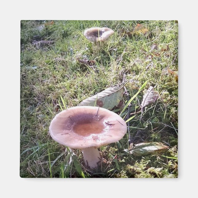 Imã Pacífico Noroeste Russula Mushroom (Frente)