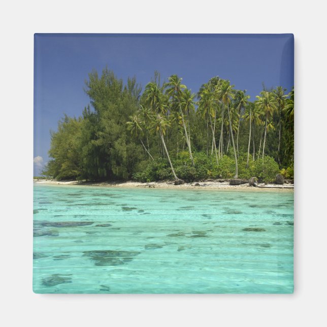 Imã Pacífico Sul, Polinésia Francesa, Moorea 2 (Frente)