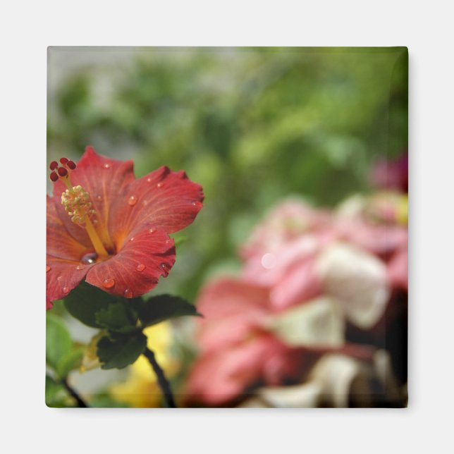 Imã Pacífico Sul, Polinésia Francesa, Sociedade 2 (Frente)