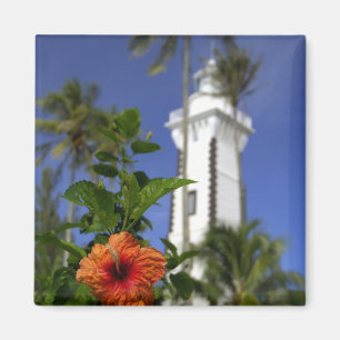 Imã Pacífico Sul, Polinésia Francesa, Taiti. Hibisco