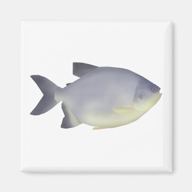 Imã Pacu caranha  (Frente)