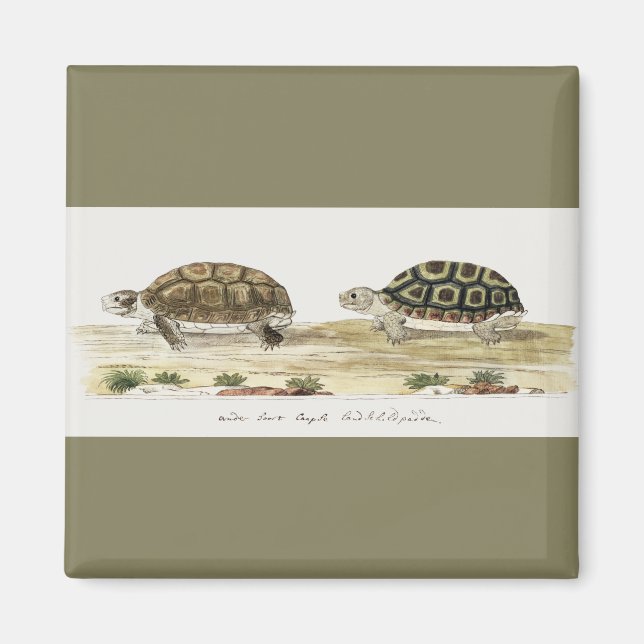 Imã Padloper Tortoise (Frente)
