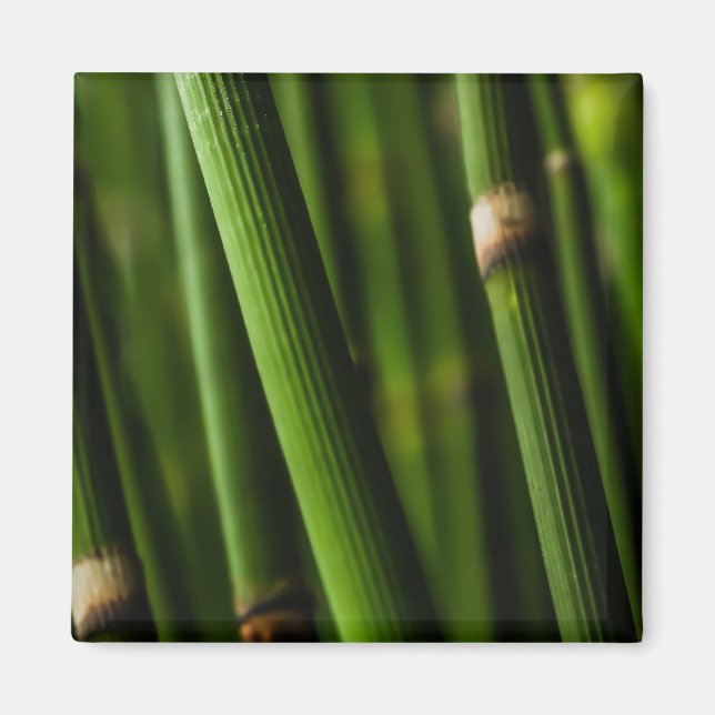 Imã Padrão de bambu (Frente)