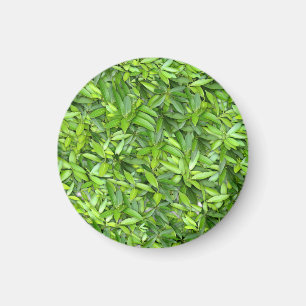Imã Padrão de Folhas Verde Lush - Botânica da Natureza