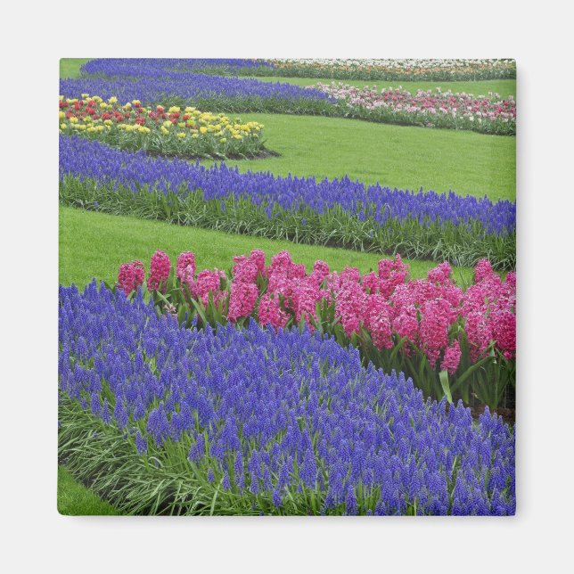 Imã Padrão de Jacinto de Uva, tulipas e (Frente)