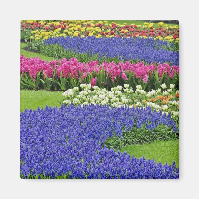 Imã Padrão de Jacinto de Uva, tulipas e 3 (Frente)