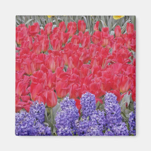 Imã Padrão de jacinto, tulipas e narcisos,