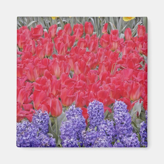 Imã Padrão de jacinto, tulipas e narcisos, (Frente)