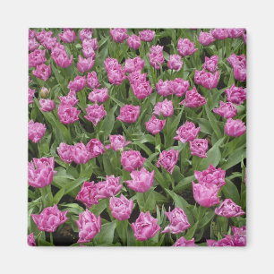 Imã Padrão de jardim de tulipas, Jardins Keukenhof,