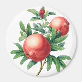 Imã Padrão de mosquiteiros