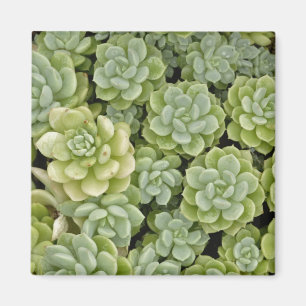 Imã padrão de planta de stonecrop