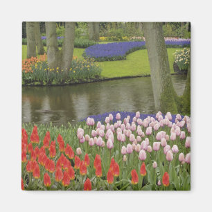 Imã Padrão de tulipas e flores de jacinto de uva,