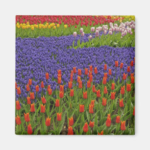 Imã Padrão de tulipas e flores de jacinto de uva, 2