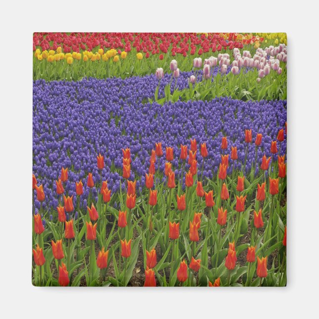 Imã Padrão de tulipas e flores de jacinto de uva, 2 (Frente)
