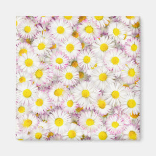 Imã Padrão Rosa Púrpura da Flor da Margarina