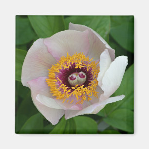 Imã Paeonia Flower Magnet