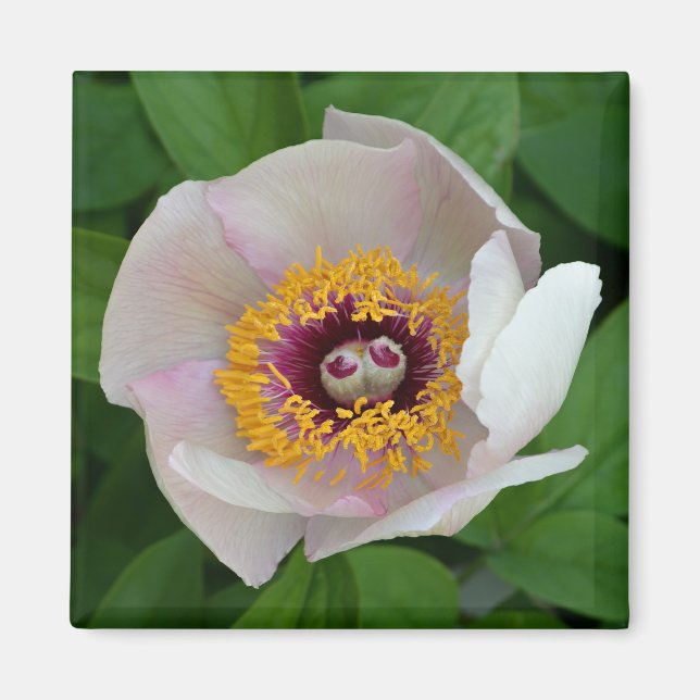 Imã Paeonia Flower Magnet (Frente)