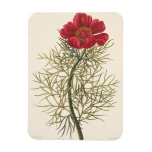 Ímã Paeony com folhas fino