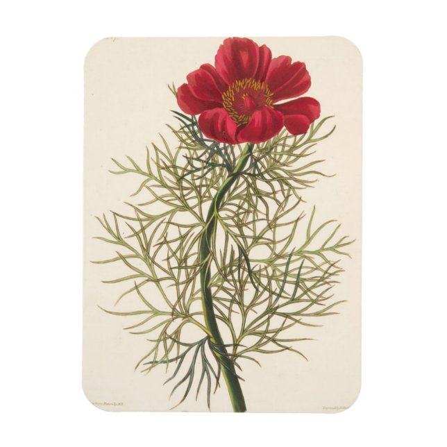 Ímã Paeony Fino (Vertical)
