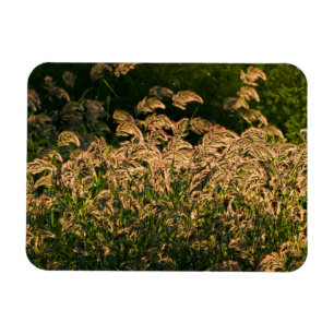 Ímã Painço Selvagem (Panicum Sp.) Crescendo em Área Úm