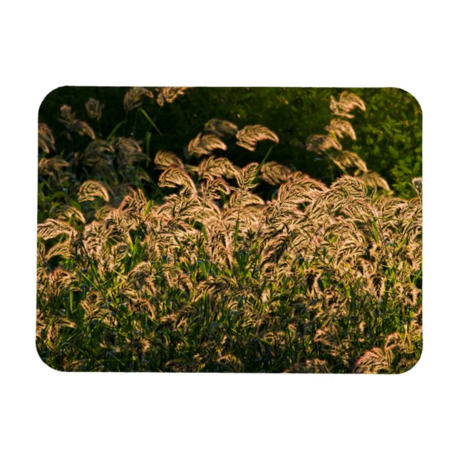 Ímã Painço Selvagem (Panicum Sp.) Crescendo em Área Úm (Horizontal)