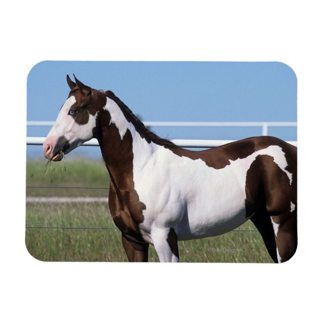 Ímã Paint Horse Permanente (Horizontal)